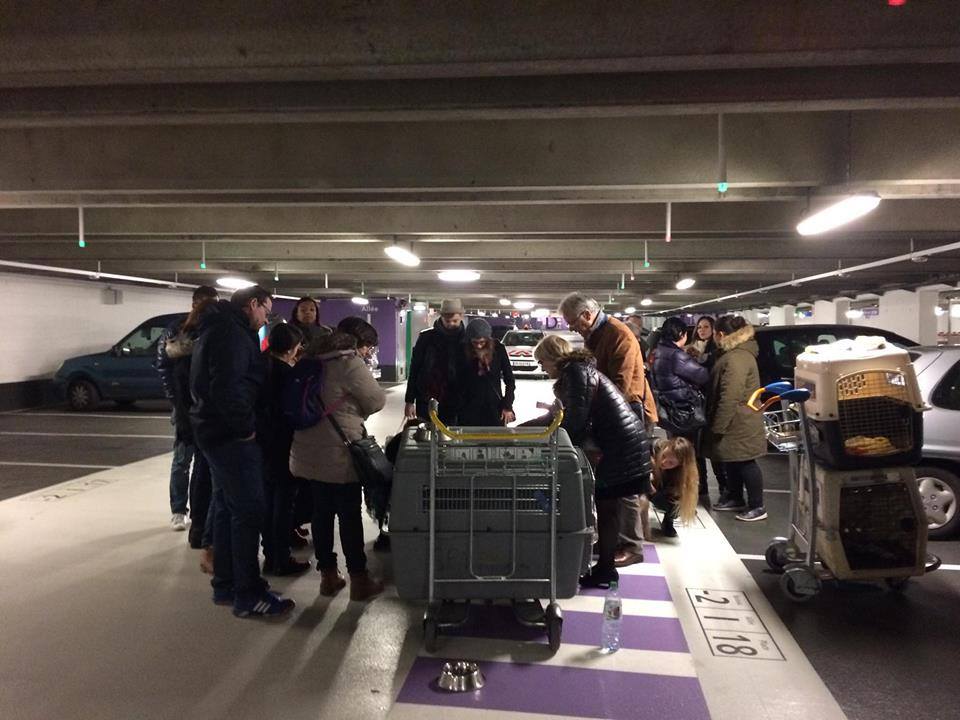 petits-innocents-reunion-chien-adoption-2