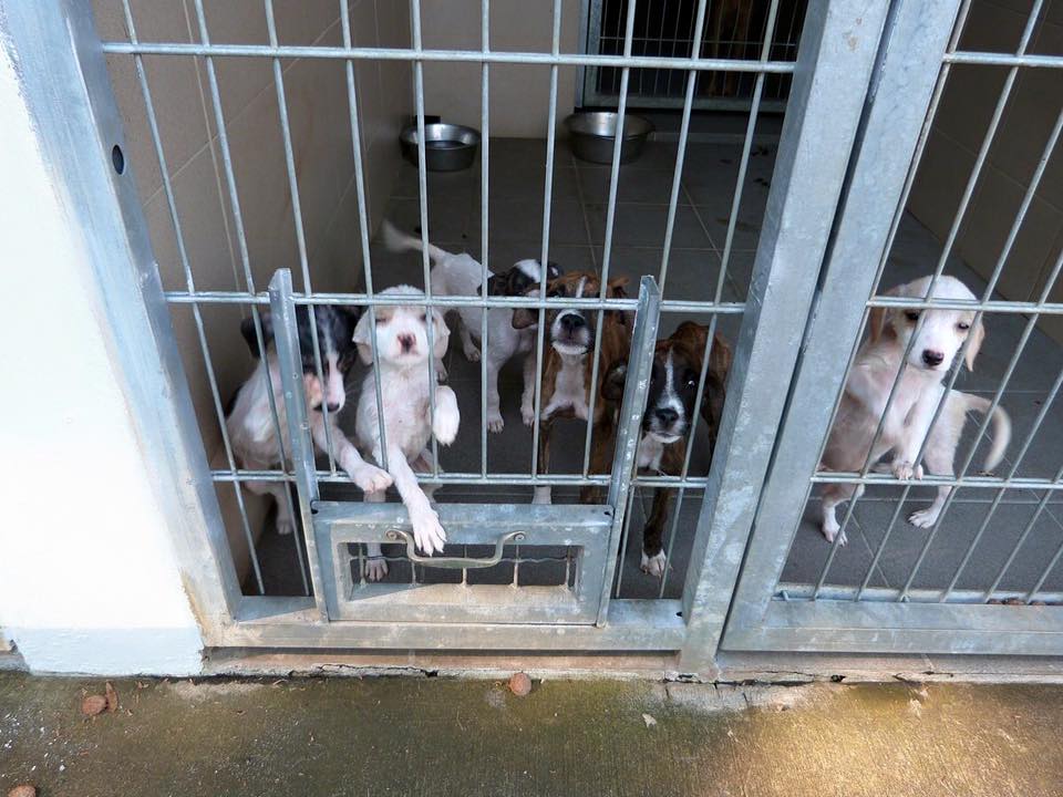 petits-innocents-reunion-chien-adoption-13