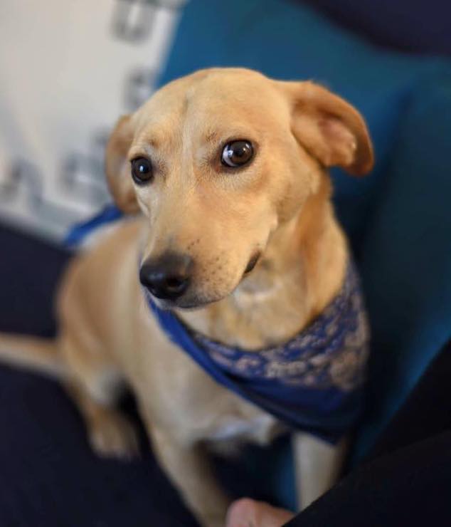 petits-innocents-reunion-chien-adoption-21