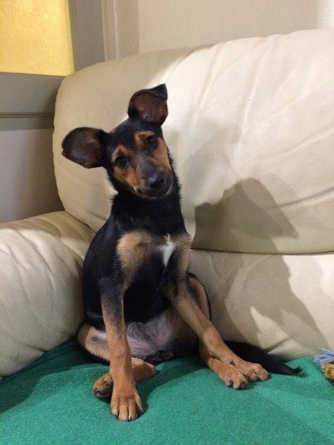 petits-innocents-reunion-chien-adoption-14