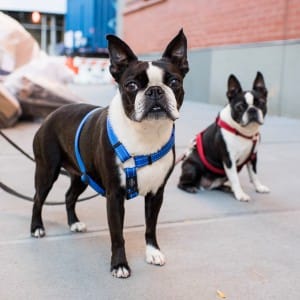 dogs-attention-lifestyle-8