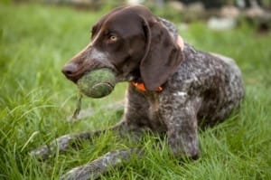 dogs-attention-lifestyle-7