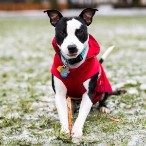 dogs-attention-lifestyle-4