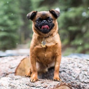 dogs-attention-lifestyle-6