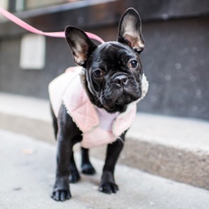 dogs-attention-lifestyle-1