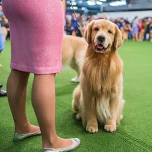 dogs-attention-lifestyle-5