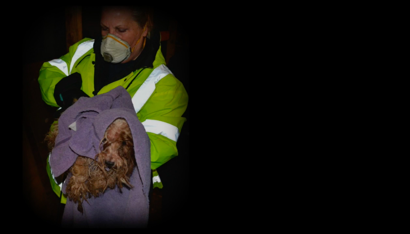 120-yorkshires-sandiego-3