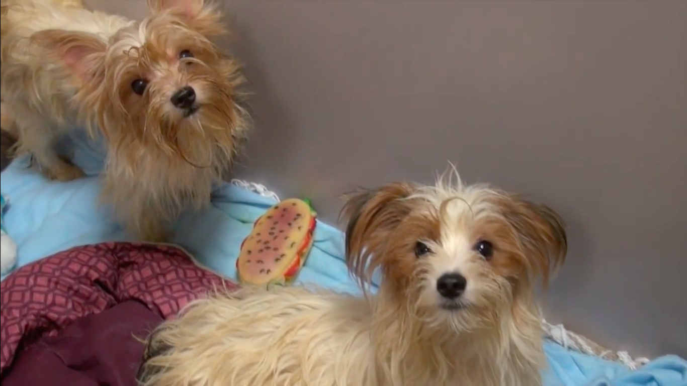 120-yorkshires-sandiego-8