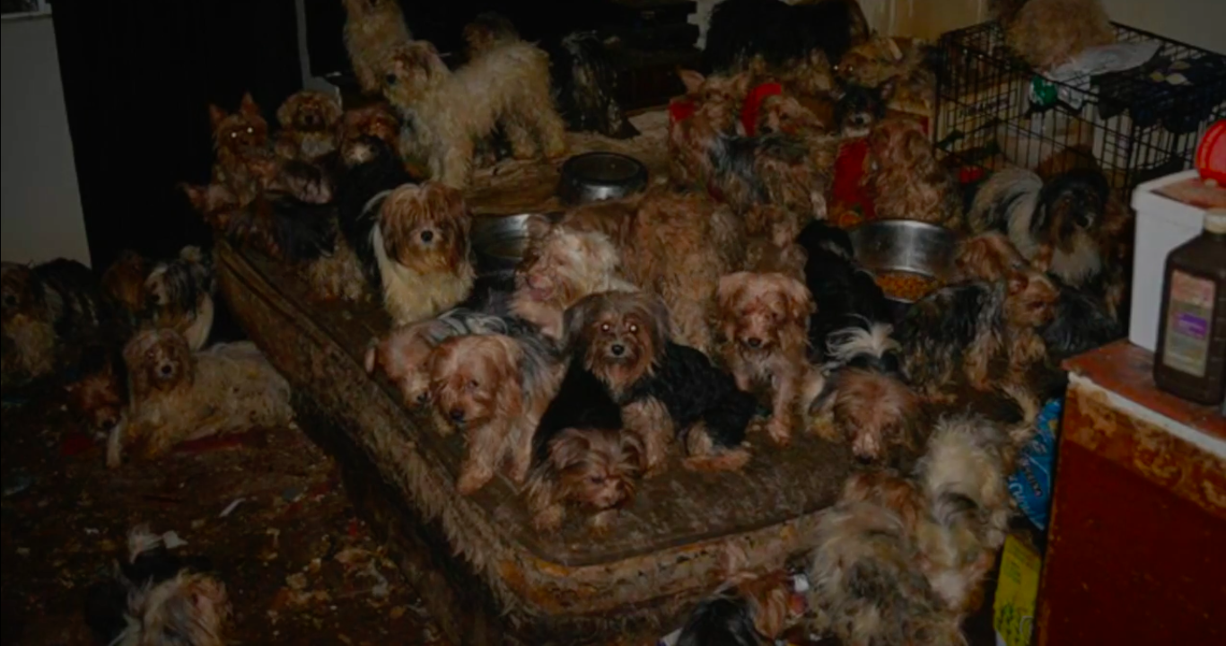 120-yorkshires-sandiego-2