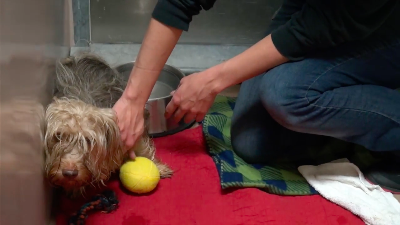 120-yorkshires-sandiego-4