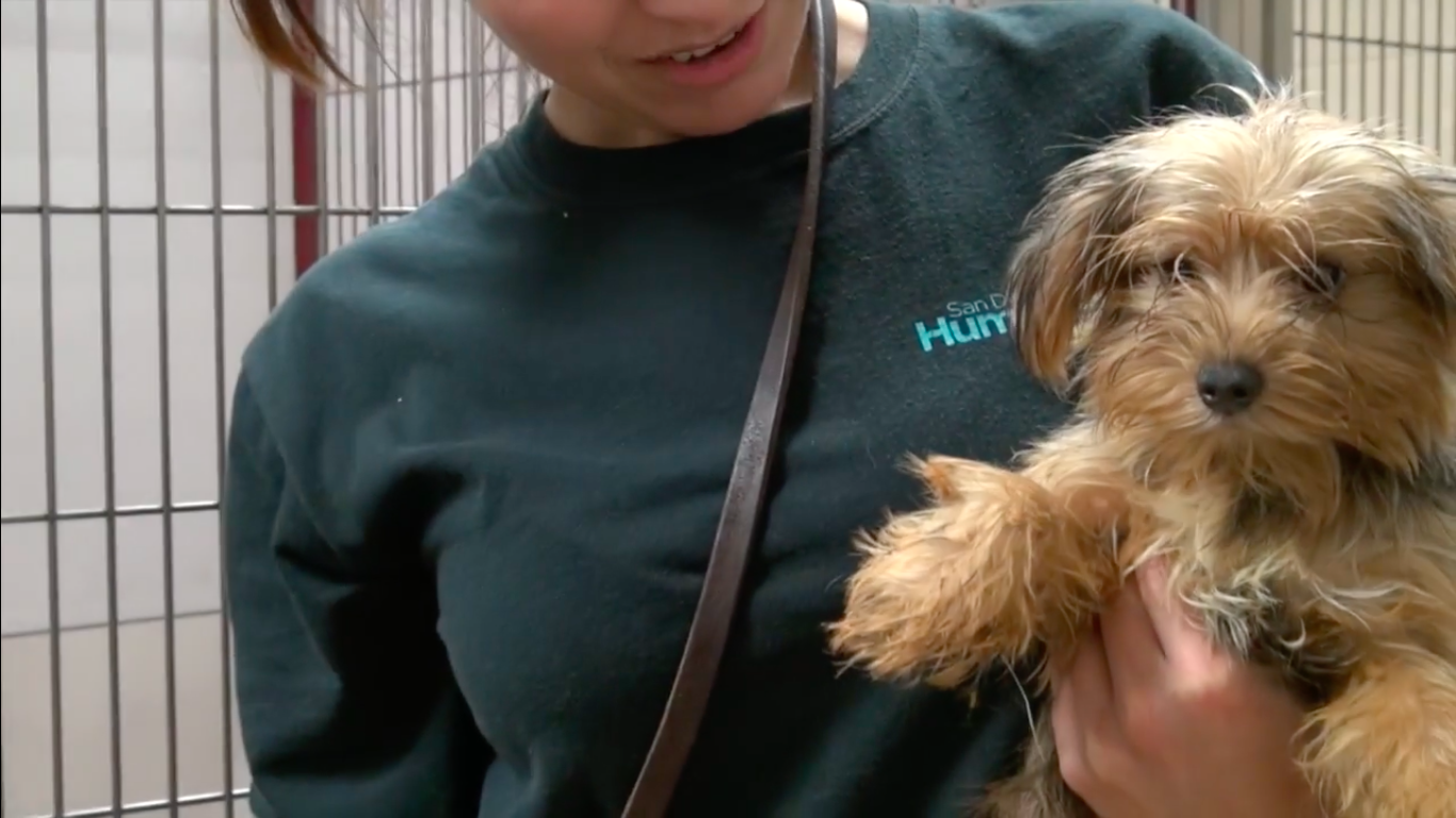 120-yorkshires-sandiego-6