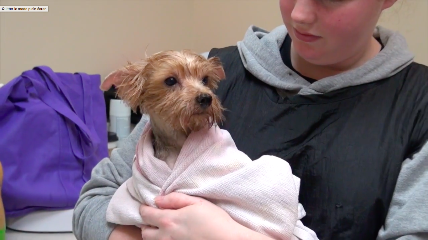 120-yorkshires-sandiego-