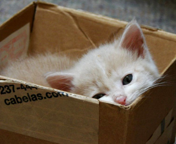 chatons-experience-manuel-inde-2