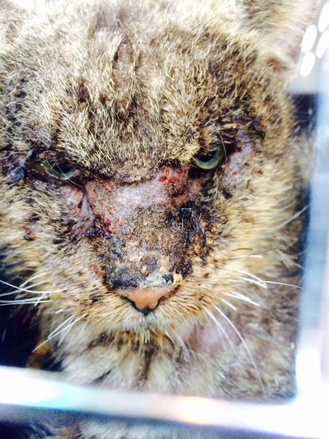 valentino_cat_mange_rescue_1