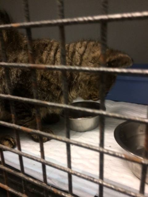 valentino_cat_mange_rescue_2