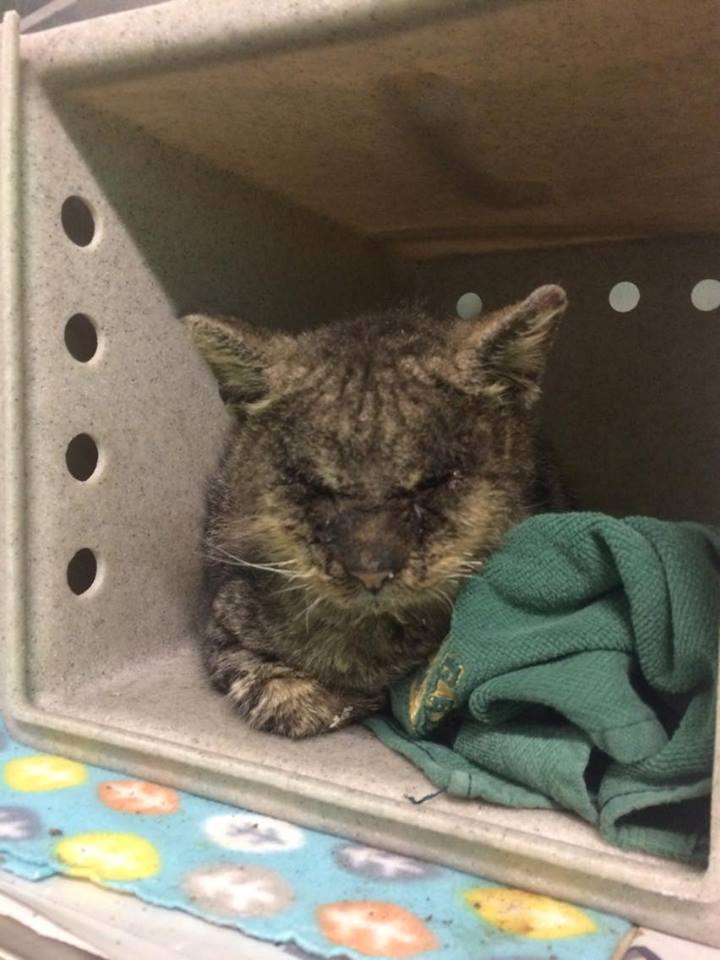 valentino_cat_mange_rescue_3