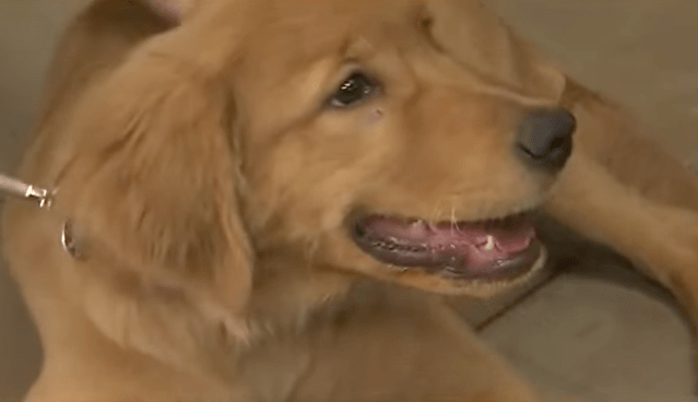 raine_dog_abused_rescue_3