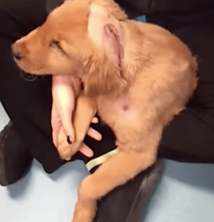 raine_dog_abused_rescue_2