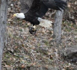 eagle-trap-iowa-4