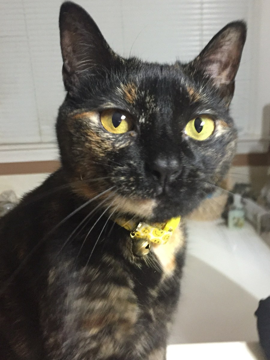 eliza-kylie-kitten-5