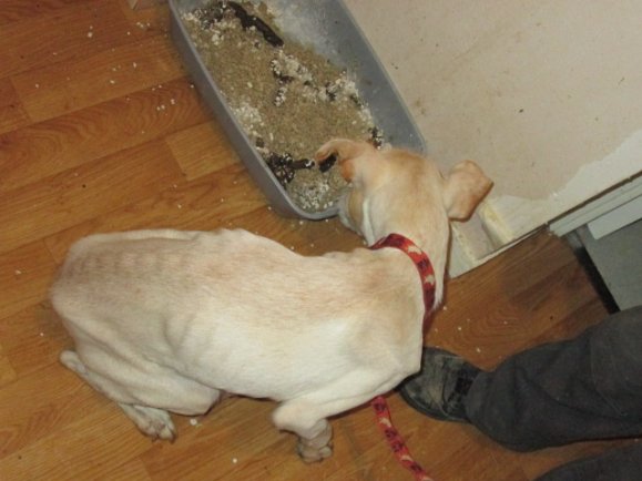 lamballe-41-animaux-2-enfants-insalubre-4