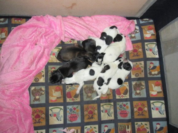 lamballe-41-animaux-2-enfants-insalubre-3