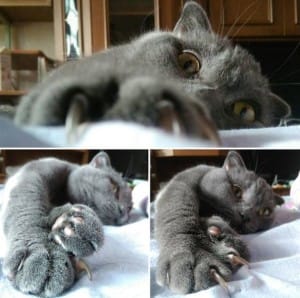 griffoir pour chat vertical