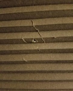 mon chat griffe mes meubles