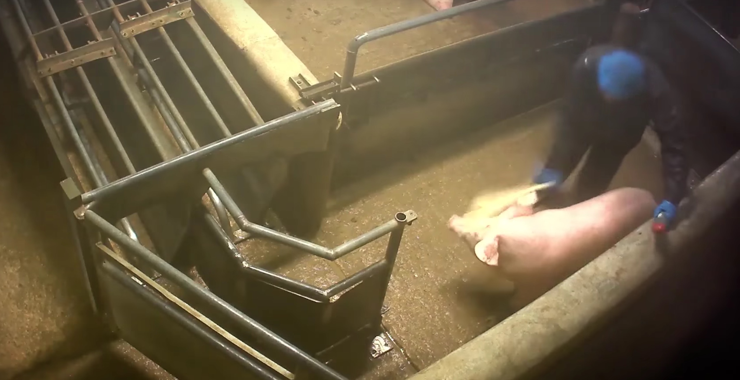 L214-cochon-abattoir-houdan-11