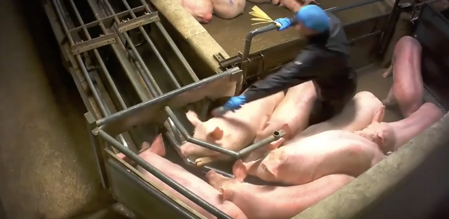 L214-cochon-abattoir-houdan-2