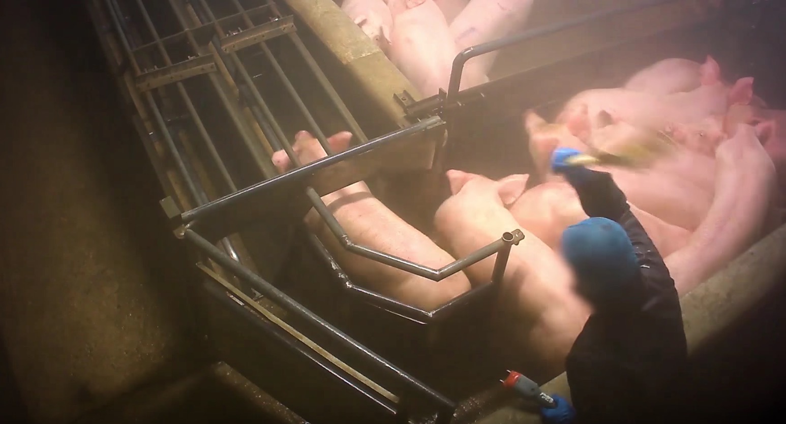 L214-cochon-abattoir-houdan-3