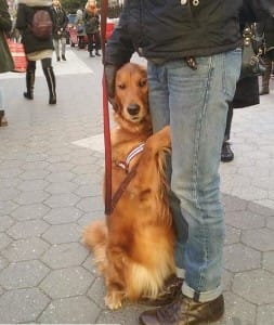 dog-hugs-ny-7