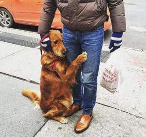 dog-hugs-ny-3