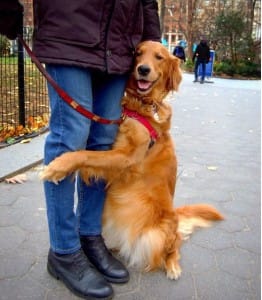 dog-hugs-ny-8