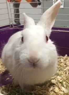 rabbit_dog_highway_rescue_2