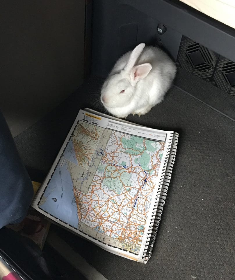 rabbit_dog_highway_rescue_1