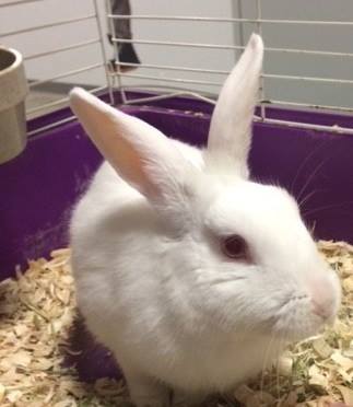 rabbit_dog_highway_rescue_4