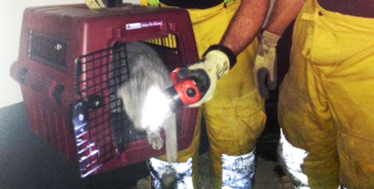 lascar-chat-geneve-chute-8