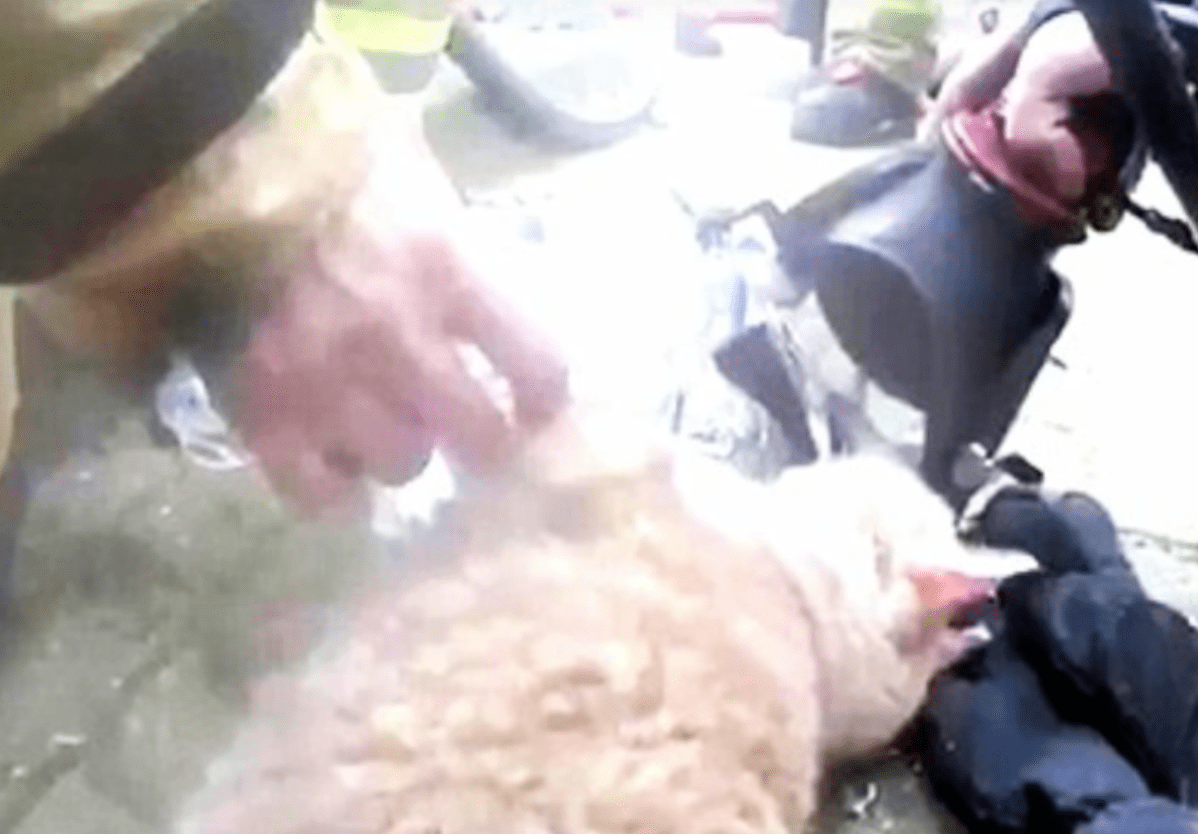 sammy_catrescue_fire_4