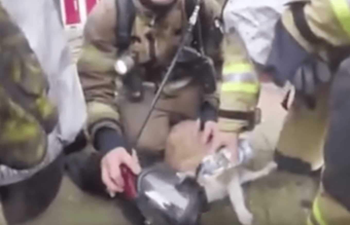 sammy_cat_rescue_fire_1