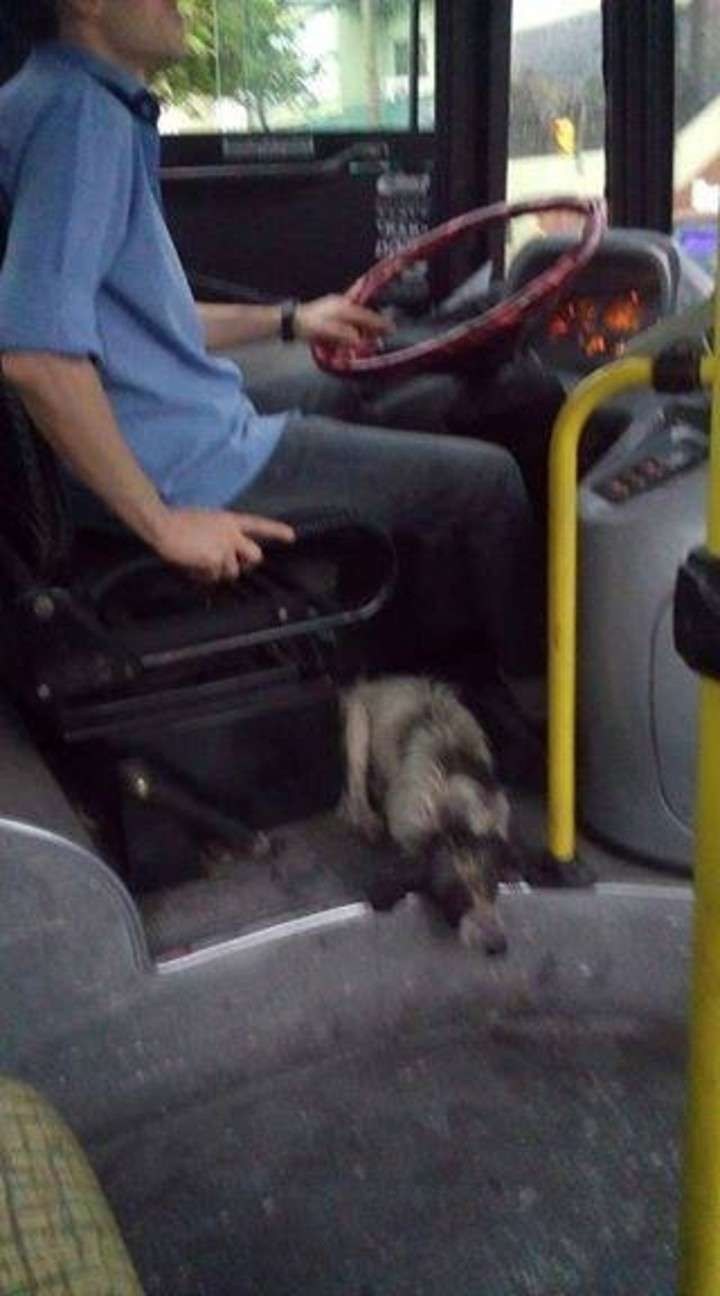 bus-argentine-chiens-2