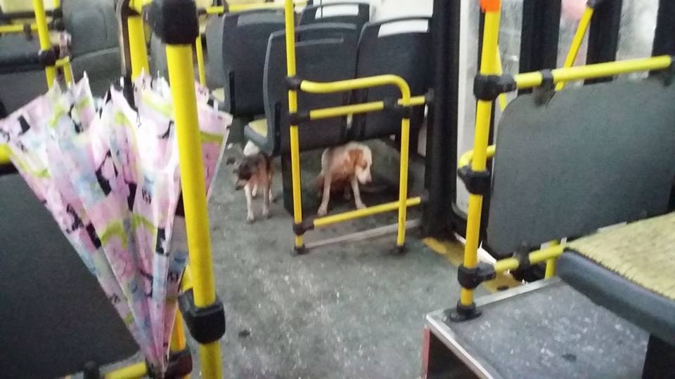bus-argentine-chiens-1