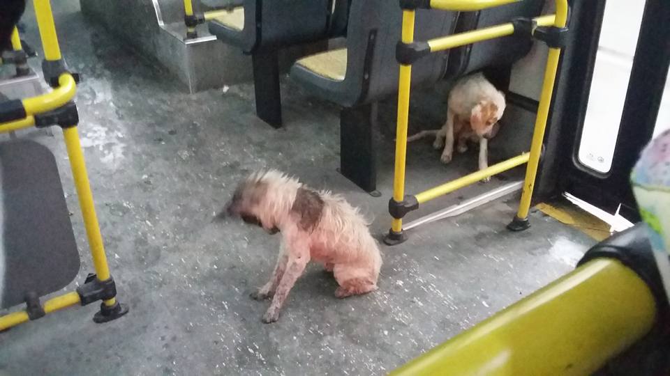 bus-argentine-chiens-3