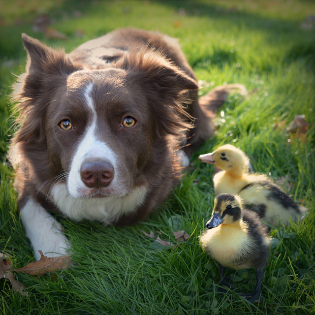 Chien et canard