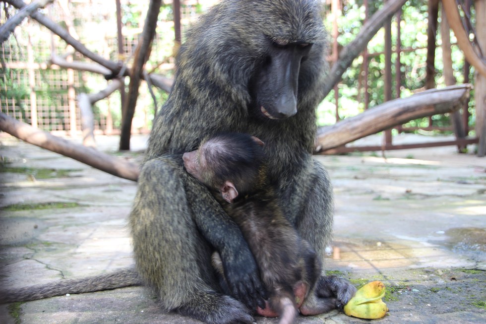 missa-babouin-RDC-orphelin-4