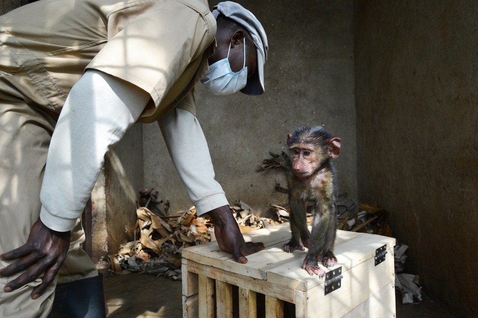 missa-babouin-RDC-orphelin-1