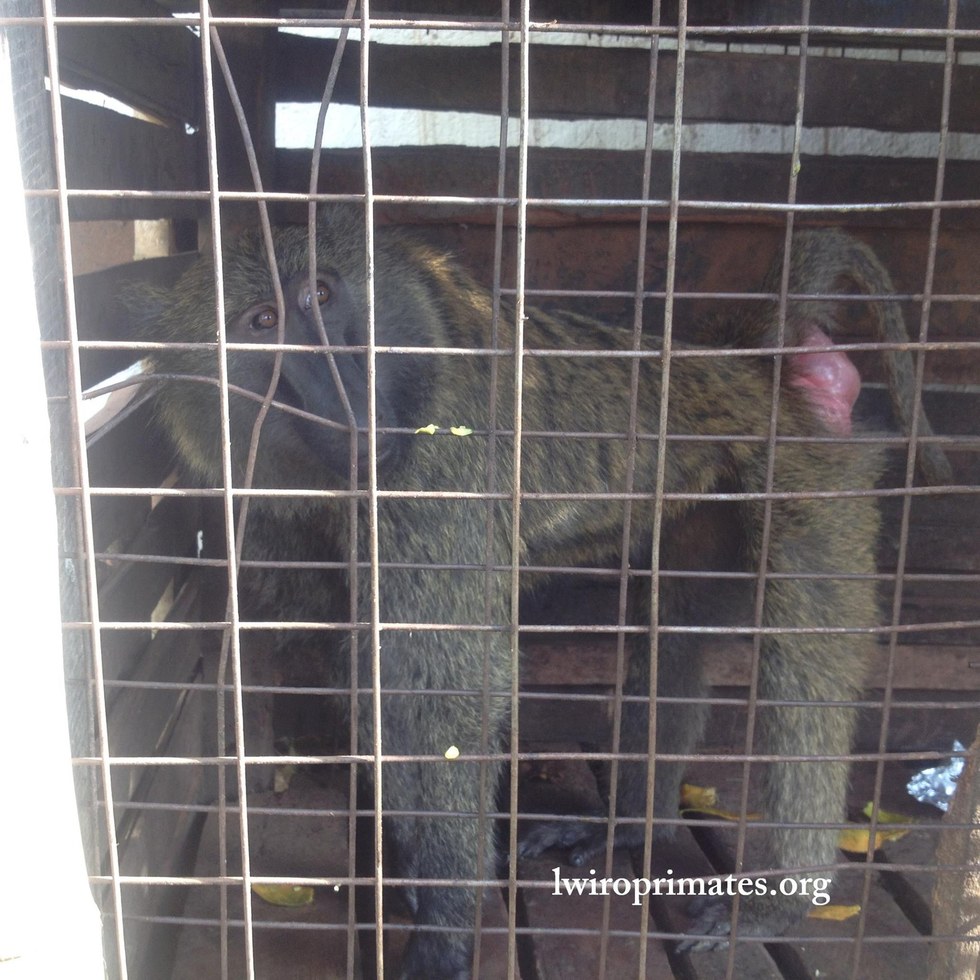 missa-babouin-RDC-orphelin-3