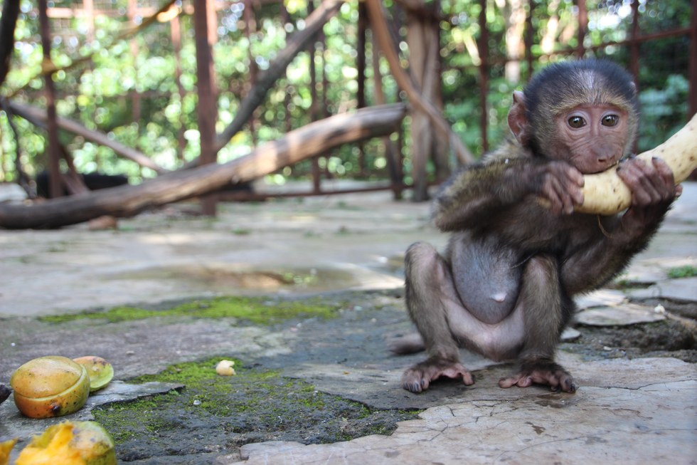 missa-babouin-RDC-orphelin-5