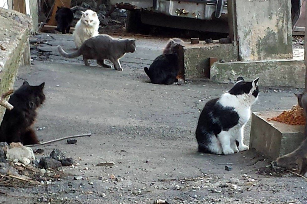 coconut-chat-errant-boston-1