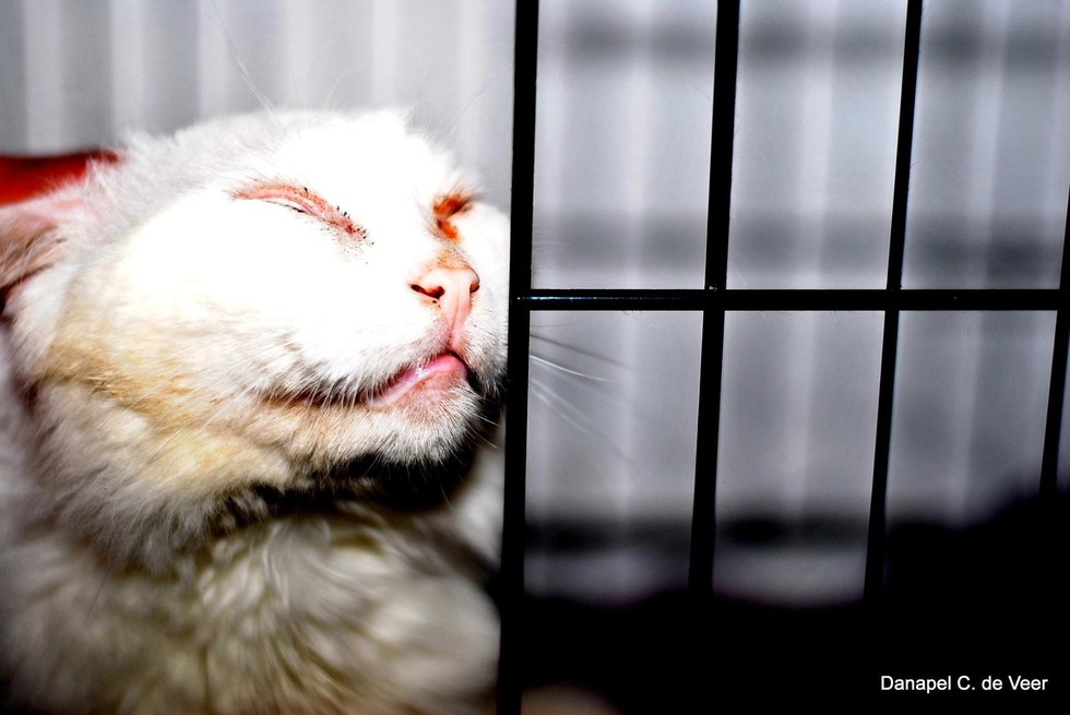 coconut-chat-errant-boston-4